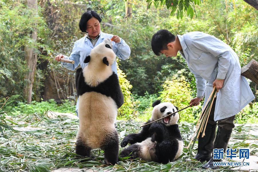 廣州：雙胞胎大熊貓斷母乳 邁出獨立生活第一步