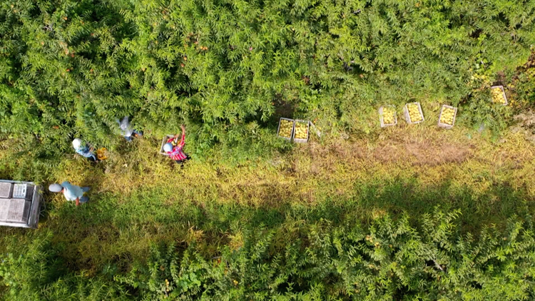 河北：加快灾后恢复重建_fororder_4