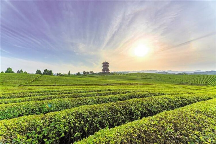 （头条）逐梦沃野绘新景 —解读中国式现代化贵州实践的湄潭新篇章_fororder_77eb7420-3e6a-46bf-a0fc-baa85a459c8f