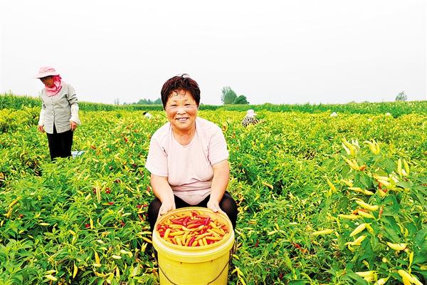 週口鄲城虎崗：紅梨紅辣椒紅高粱特色産業真紅火