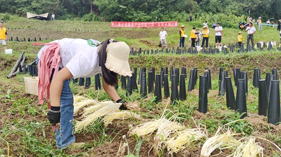 貴州省蔬菜産業技能大賽韭黃採摘比賽在修文舉行_fororder_比賽1