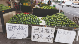 丰产上市“平靓正” 广西桂七“正当红”