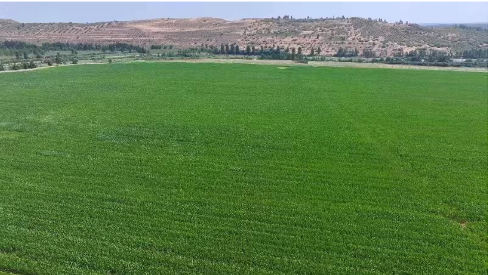 走进鄂尔多斯系列丨乌兰木伦镇：内蒙古镇域经济第一镇_fororder_d02bd6dd43576b10cd81c37534fe35a5