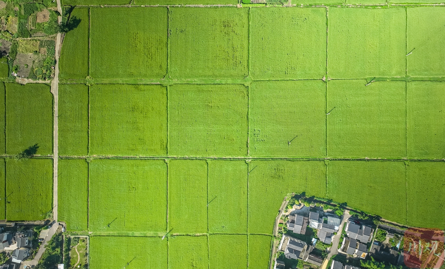 （转载）成都大邑：稻乡渔歌奏响乡村振兴“共鸣曲”