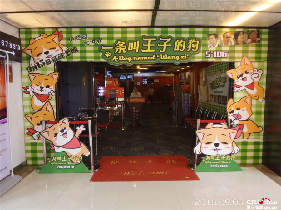 《一条叫王子的狗》柯基萌翻全场 可爱“王子”人气爆棚