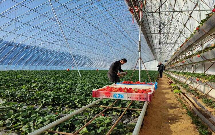 东港草莓，品牌价值达371.51亿元！