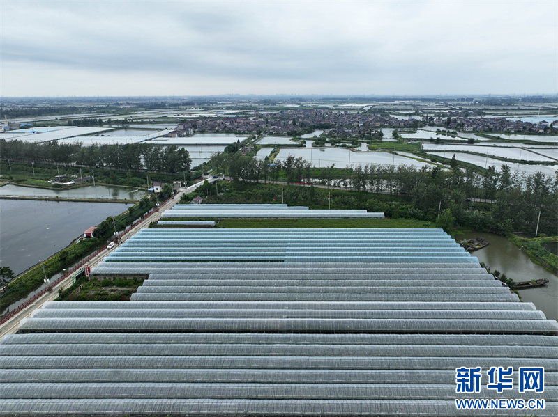 江蘇興化:“小葡萄”結出“致富果”_fororder_20230831_090749_005