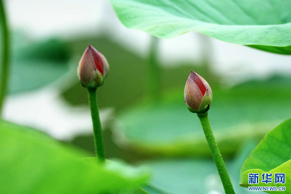 吉林鎮賚：“荷風細雨”送香來