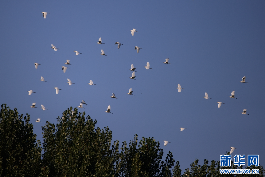 山东淄博：生态改善 鹭舞初秋