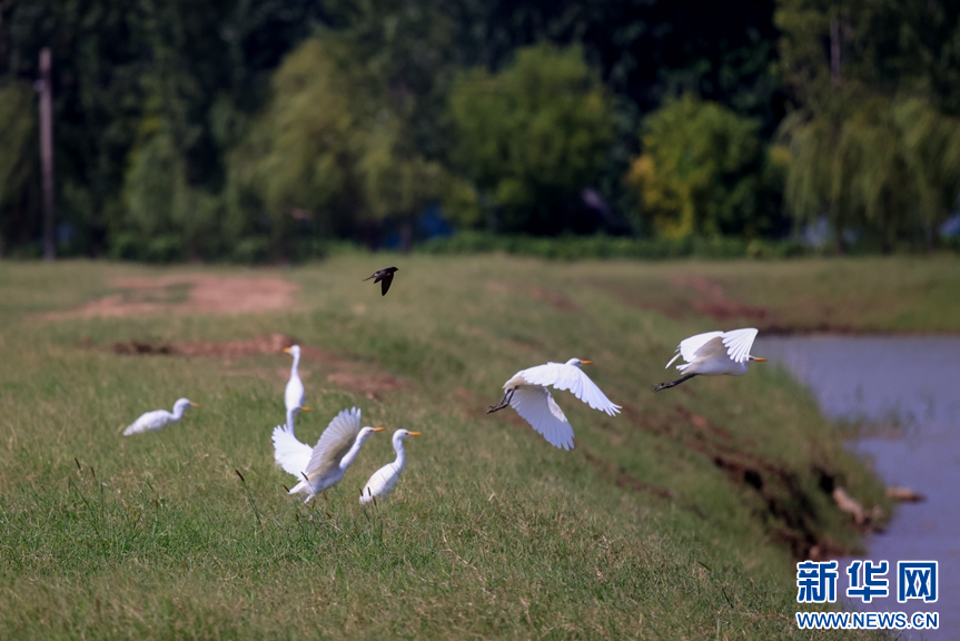 山东淄博：生态改善 鹭舞初秋
