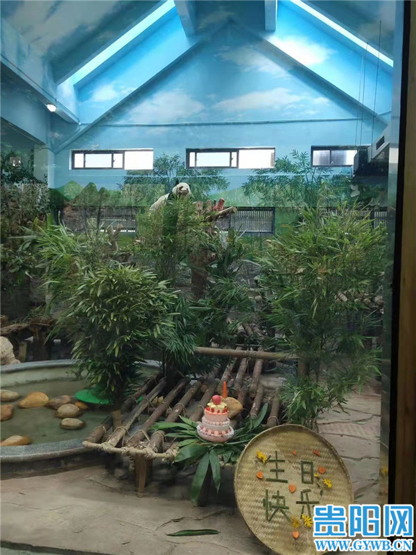 贵阳黔灵山公园里的大熊猫海浜、星宝过生日了！