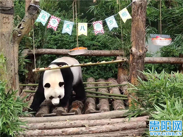 贵阳黔灵山公园里的大熊猫海浜、星宝过生日了！