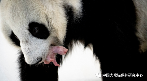 莫斯科动物园首次公布大熊猫“丁丁”和幼崽的视频