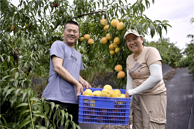 信阳新县：黄桃挂满园 农户笑开颜_fororder_刚刚采摘的满满一大筐黄桃（焦汉平  摄）