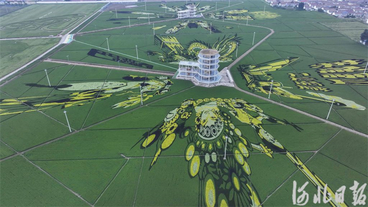 河北遵化:多彩稻田畫