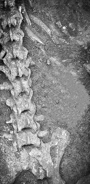 霸陵外藏坑发现大熊猫骨骼_fororder_微信图片_20230802083924