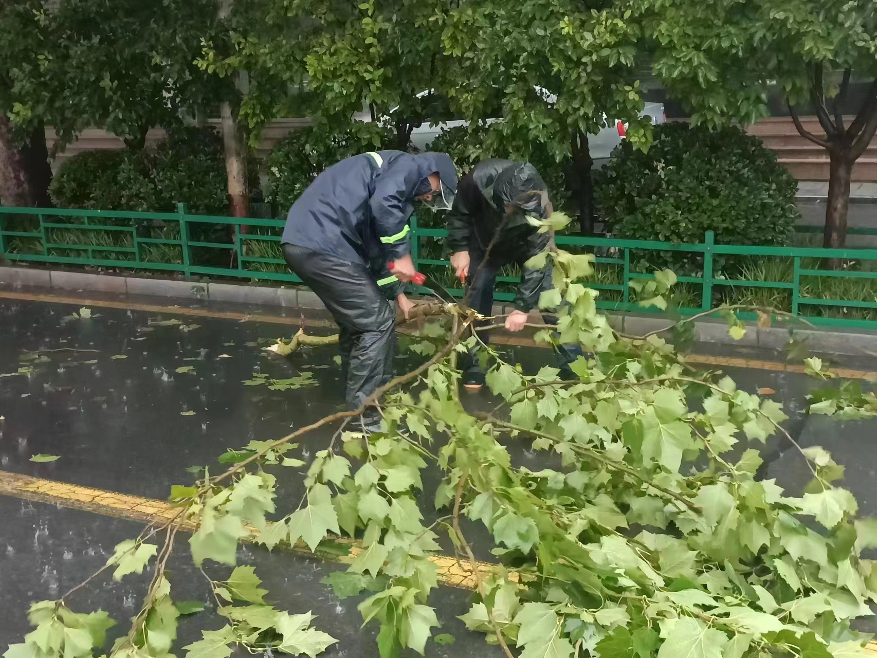 石家庄市桥西区：各部门多措并举 筑牢防汛安全防线_fororder_修剪