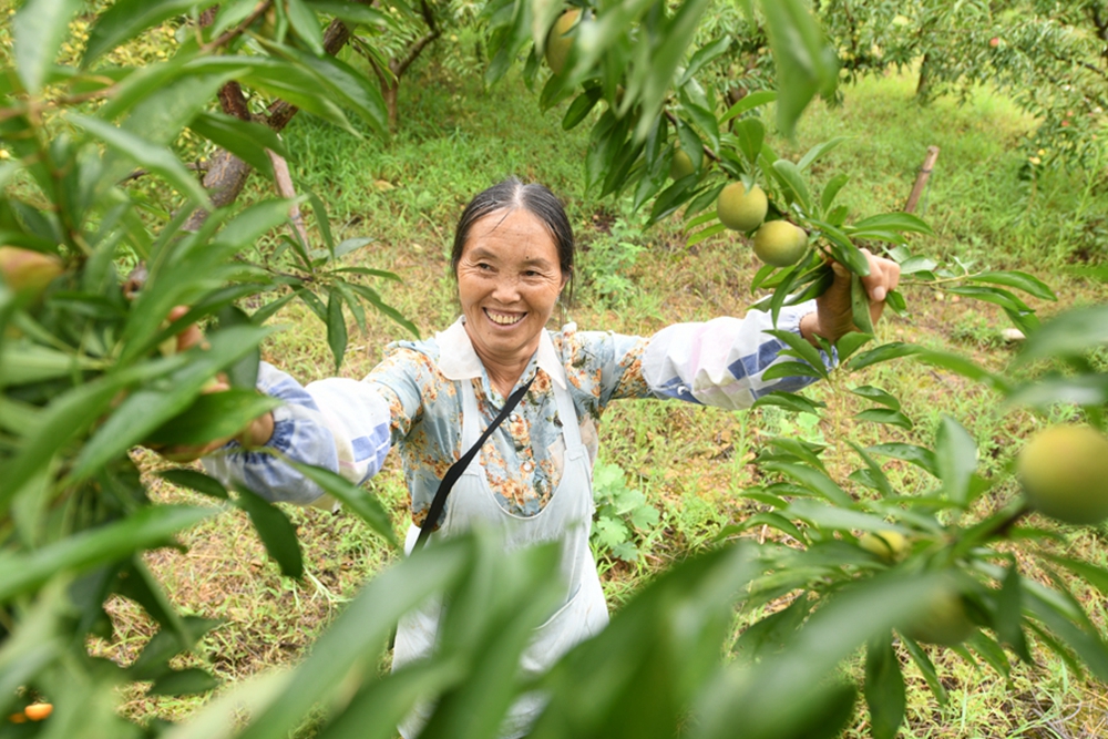 贵州镇远：盛夏果农采收忙_fororder_村民正在采摘李子。（吴贤和  摄）