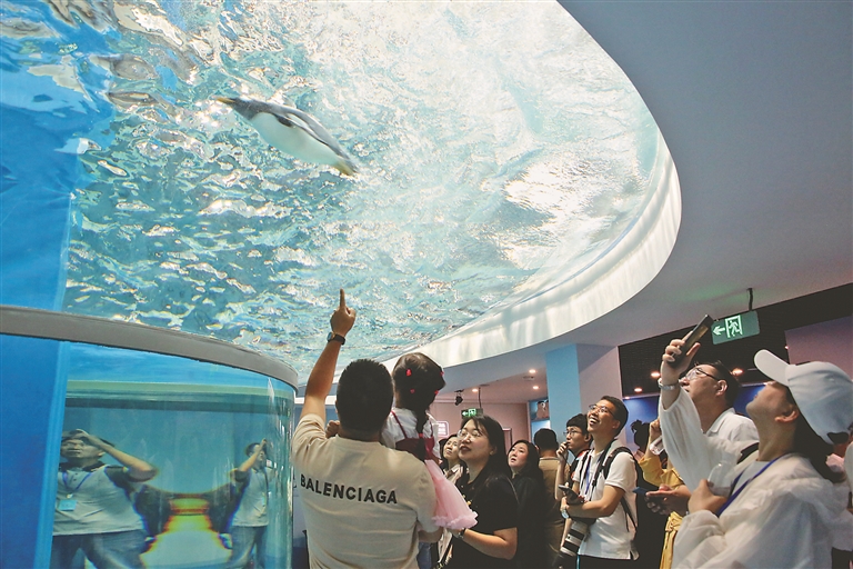 研学热 淘学企鹅馆里涨知识