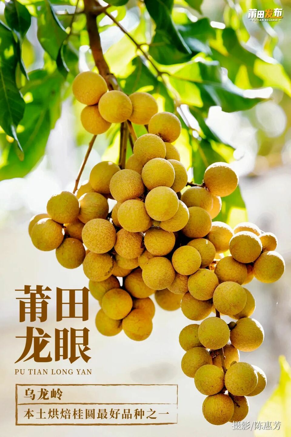 首页>滚动>正文莆田龙眼是莆田四大名果之一1993年,荣获"中国农业博览