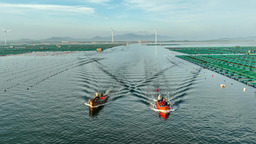 山東榮成：生態養殖海洋經濟高品質發展