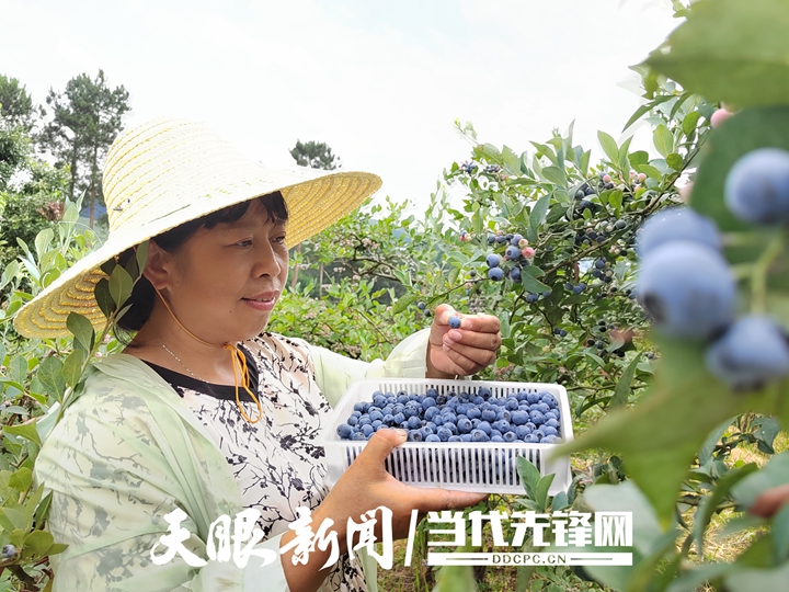 黔村+ ｜②村果篇：甜蜜的高原滋味 幸福的贵州味道