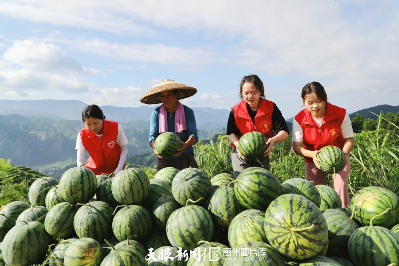 黔村+ ｜②村果篇：甜蜜的高原滋味 幸福的贵州味道