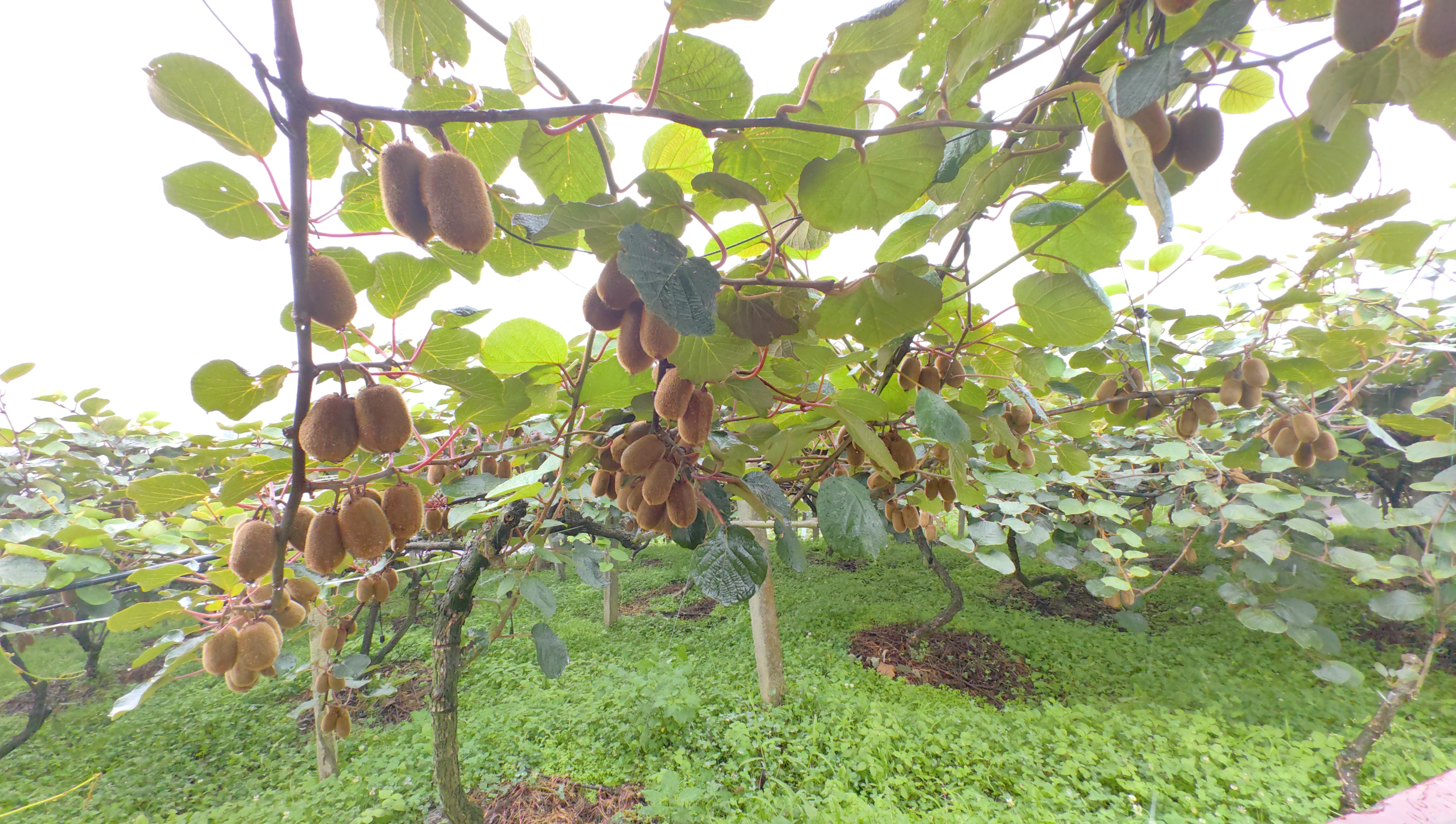 黔村+ ｜②村果篇：甜蜜的高原滋味 幸福的贵州味道