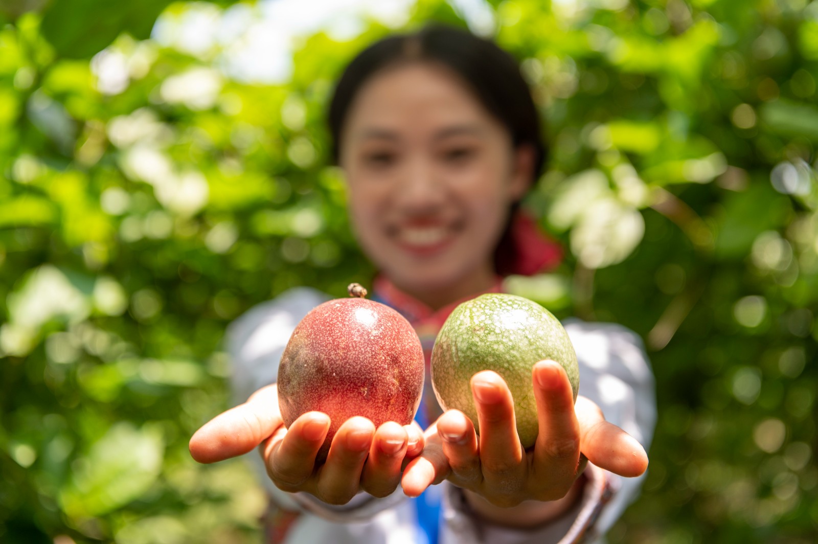 黔村+ ｜②村果篇：甜蜜的高原滋味 幸福的贵州味道