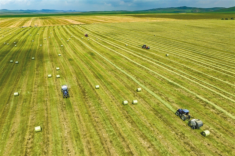 羊草收获季：既护生态 又富口袋_fororder_2934653_an_1693546703790_s