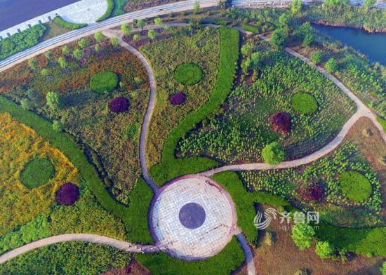 山东滨州现神秘太极图 花开绚烂碧水如镜(组图)