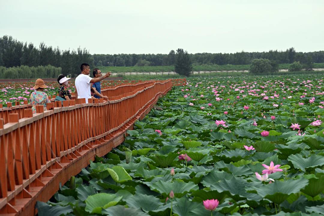 遼河七星湖：三千畝荷花開正盛