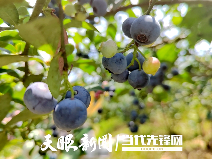 黔村+ ｜②村果篇：甜蜜的高原滋味 幸福的贵州味道