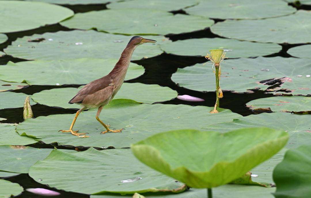 瀋陽：荷塘裏的“捕魚郎”——黃葦鳽