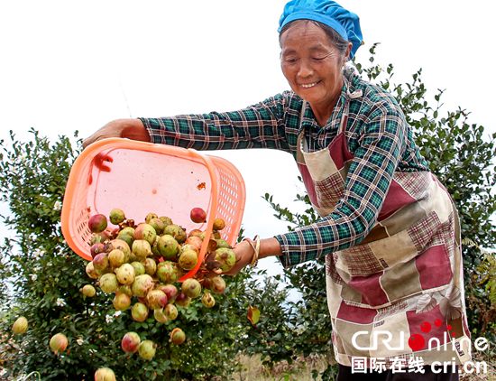 貴州紫雲：油茶豐收採果忙