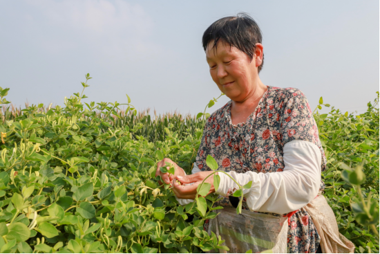 河北肥乡：金银花铺就致富路_fororder_河北肥乡：采摘金银花 铺就致富路(1)134