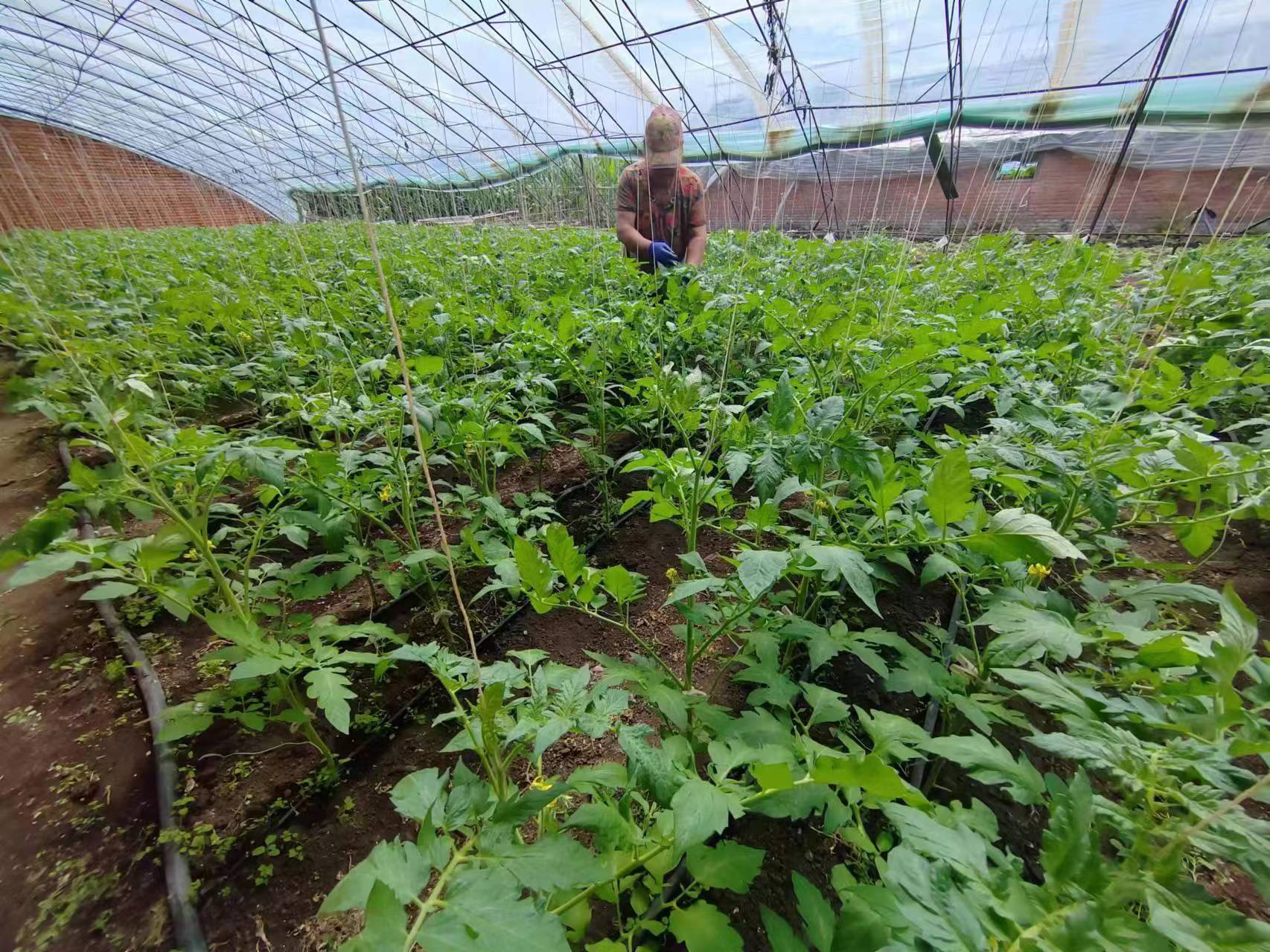 綏芬河市阜寧鎮走出邊境鄉村振興新路