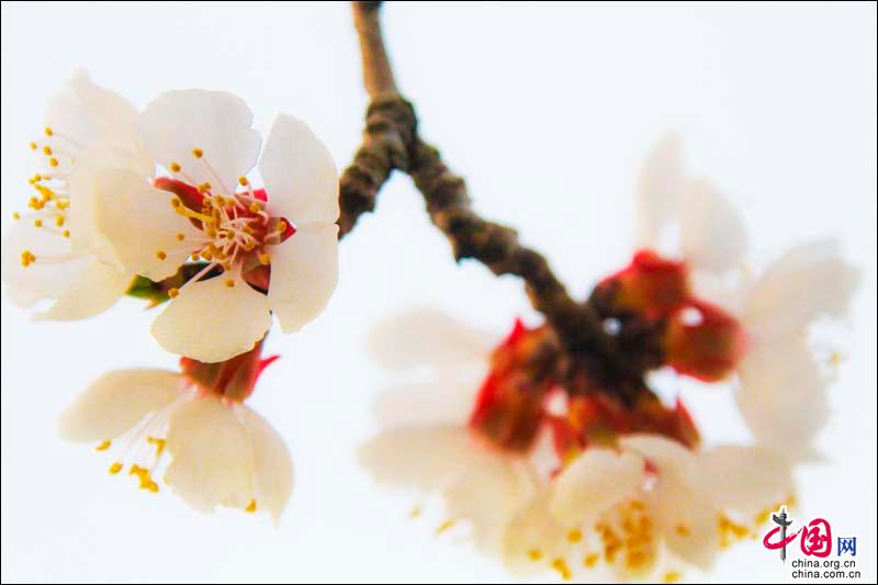 花开青岛，感受春天的韵律和花儿的“探戈”