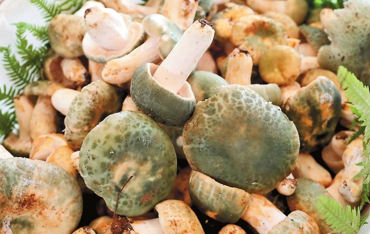 云南野生菌倍受游客青睐_fororder_a41f