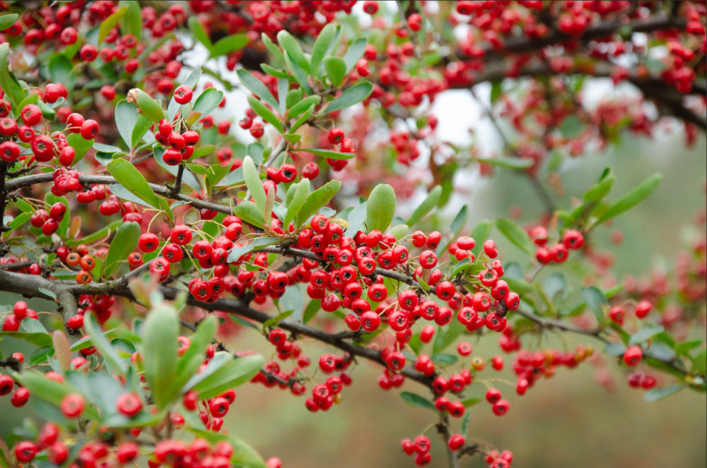 （转载）这里是成都龙泉驿！
