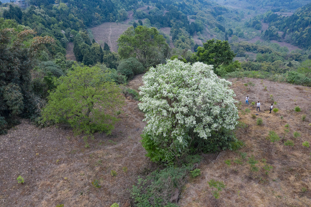 （转载）这里是成都龙泉驿！