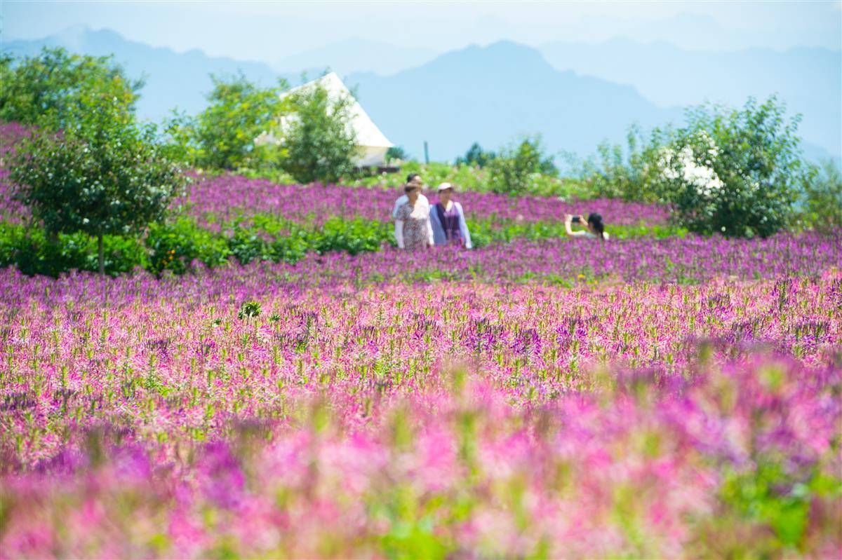 湖北宜昌：云上花海引客来