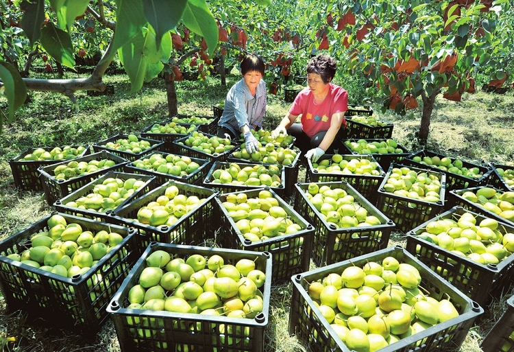 运城：万荣县红香酥梨种植面积达2000亩_fororder_395ea37fb74d23da32cb522fcf97cb66
