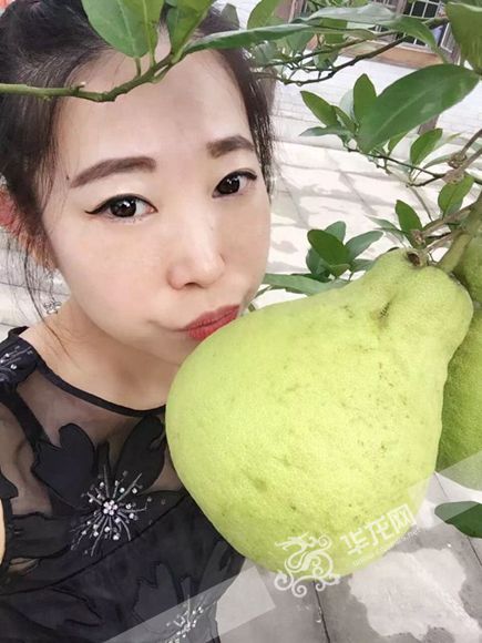 游十里柚乡赏沙田寿果 网媒记者要和柚子来个亲密接触