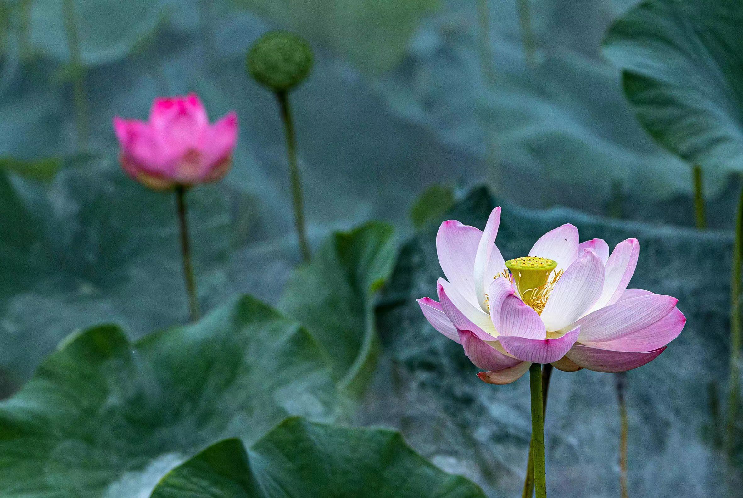 錦鯉戲蓮花，風光賽江南_fororder_吉林蓮葉7