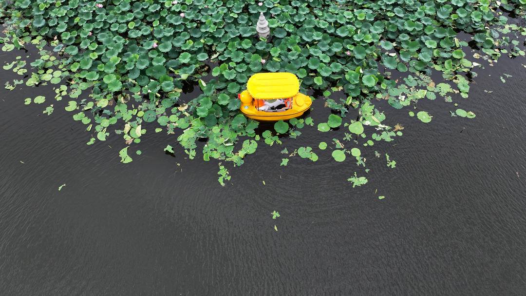 沈阳：满池荷花开，人在画中游