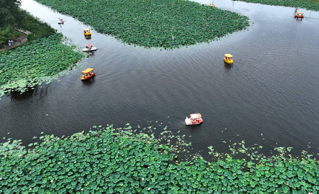 瀋陽：滿池荷花開，人在畫中游