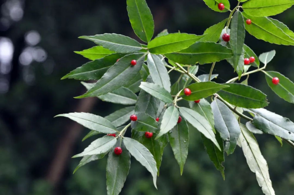 （转载）这里是成都龙泉驿！