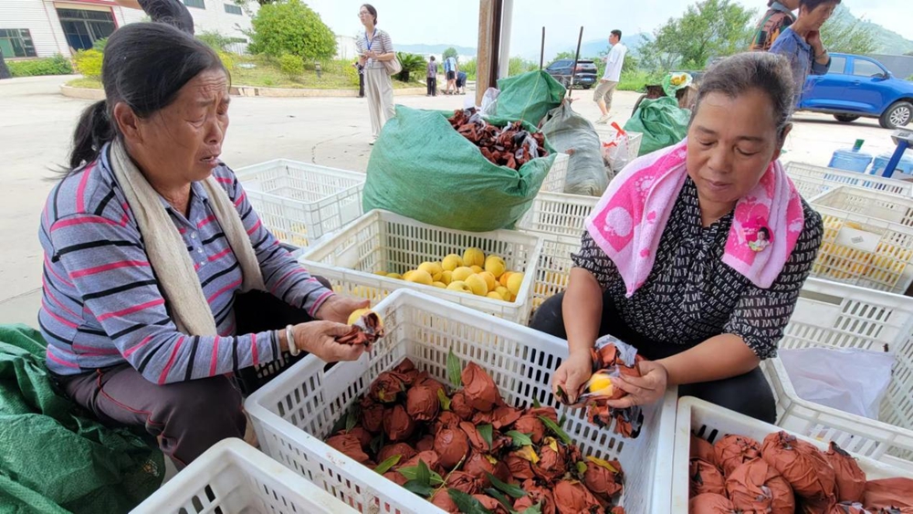 贵州玉屏：黄桃大丰收 采摘正当时_fororder_图片7