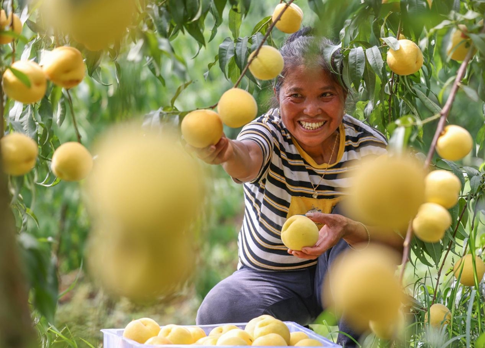 贵州玉屏：黄桃大丰收 采摘正当时_fororder_图片5